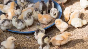 How To Sell Baby Chicks