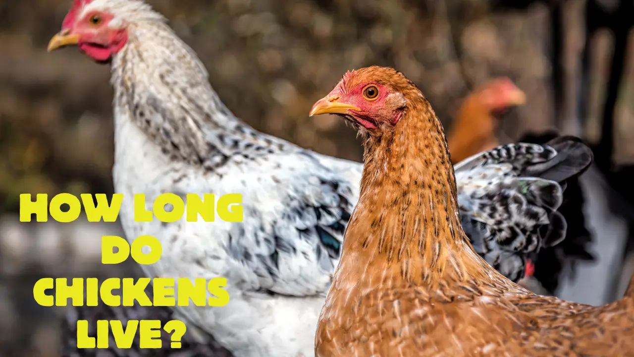 How long do Chickens Live?