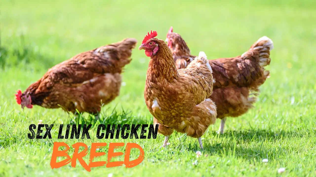 sex link chicken breed