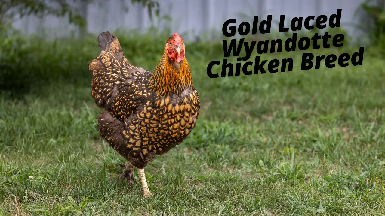 Gold Laced Wyandotte Chicken Breed