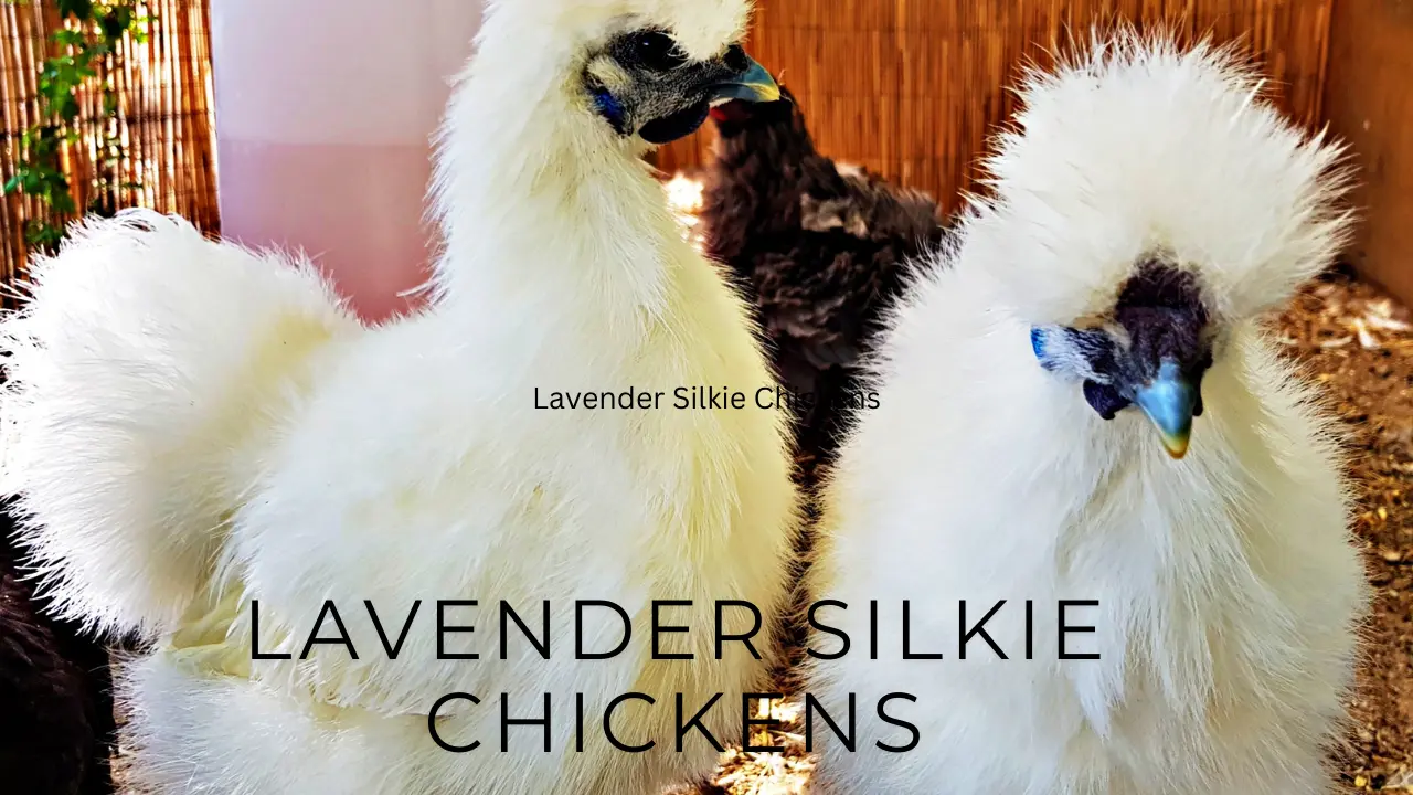 Lavender Silkie Chickens