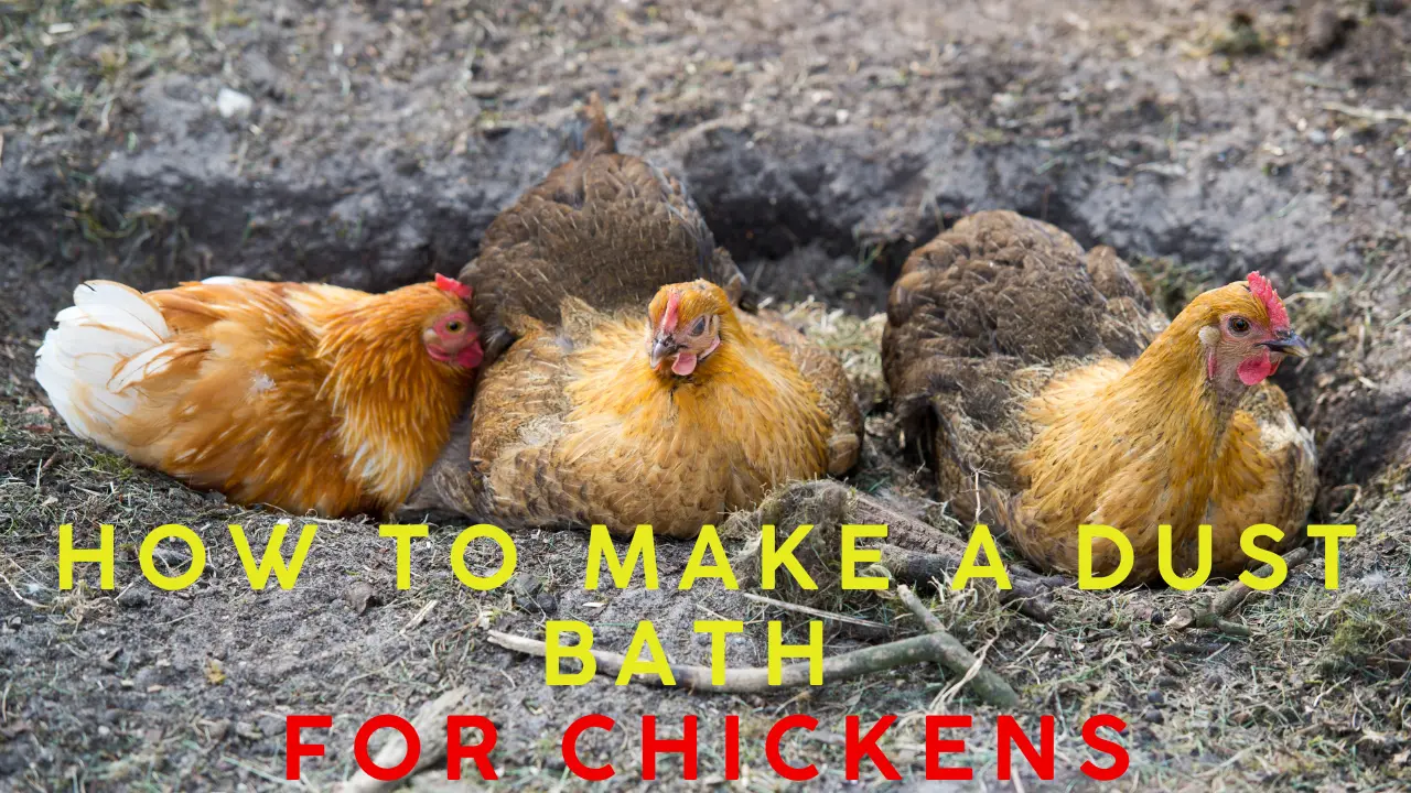 How to Make a Dust Bath for Chickens