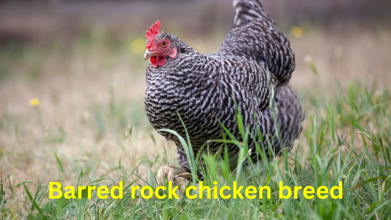 barred rock chicken breed