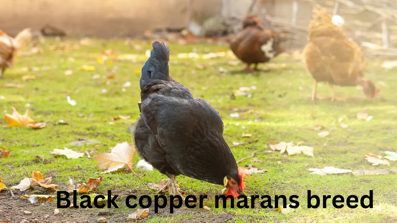 black copper marans breed