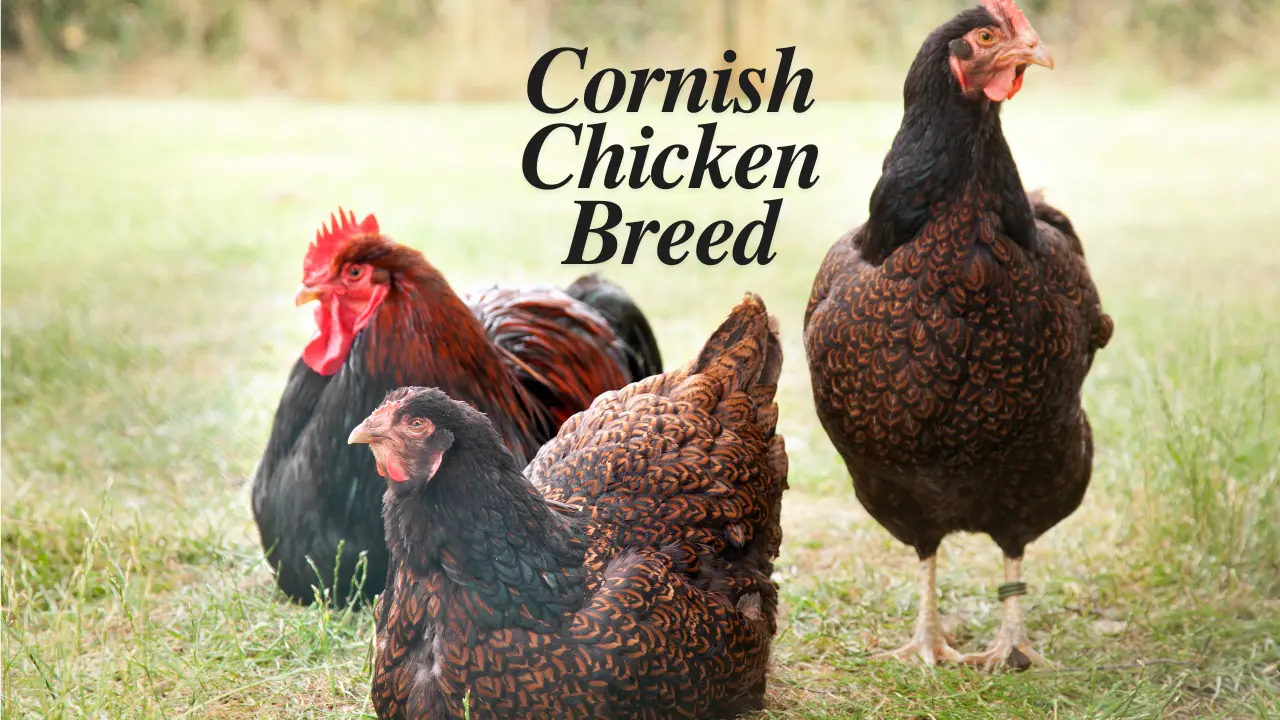 Cornish Chicken Breed