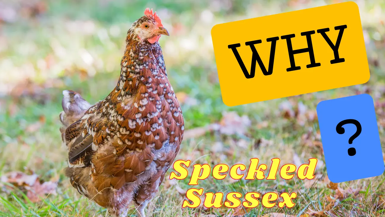 Why Is the Speckled Sussex So Spectacular