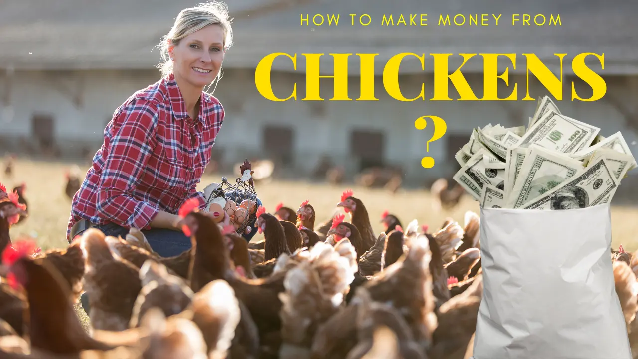 how to make money off chickens