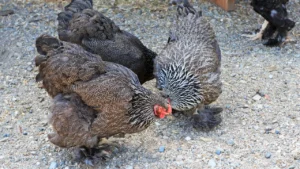 barred rock chicken breed