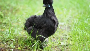 Lavender Silkie Chickens