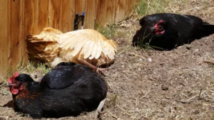 How to Make a Dust Bath for Chickens