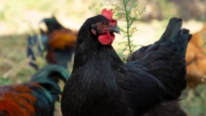 black copper marans breed