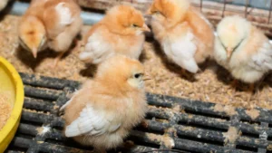 sapphire olive egger chicken breed