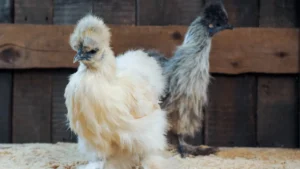 Silkie Chicken Breed