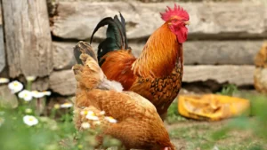 600 best themed chicken names