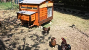 Gold Laced Wyandotte Chicken Breed