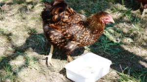 Gold Laced Wyandotte Chicken Breed