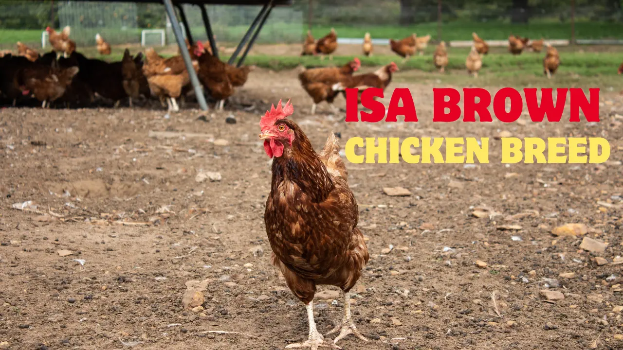 ISA Brown Chicken Breed