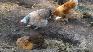 How to Make a Dust Bath for Chickens