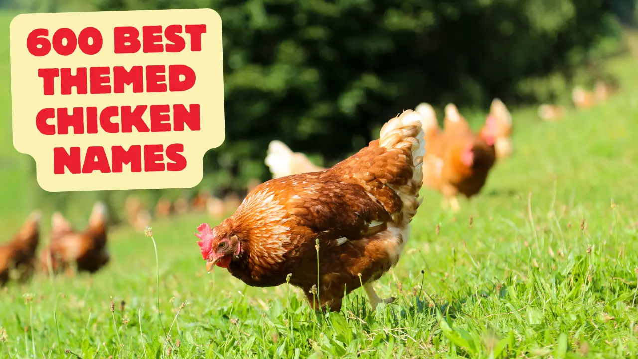 600 best themed chicken names