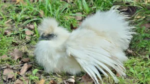 Silkie Chicken Breed