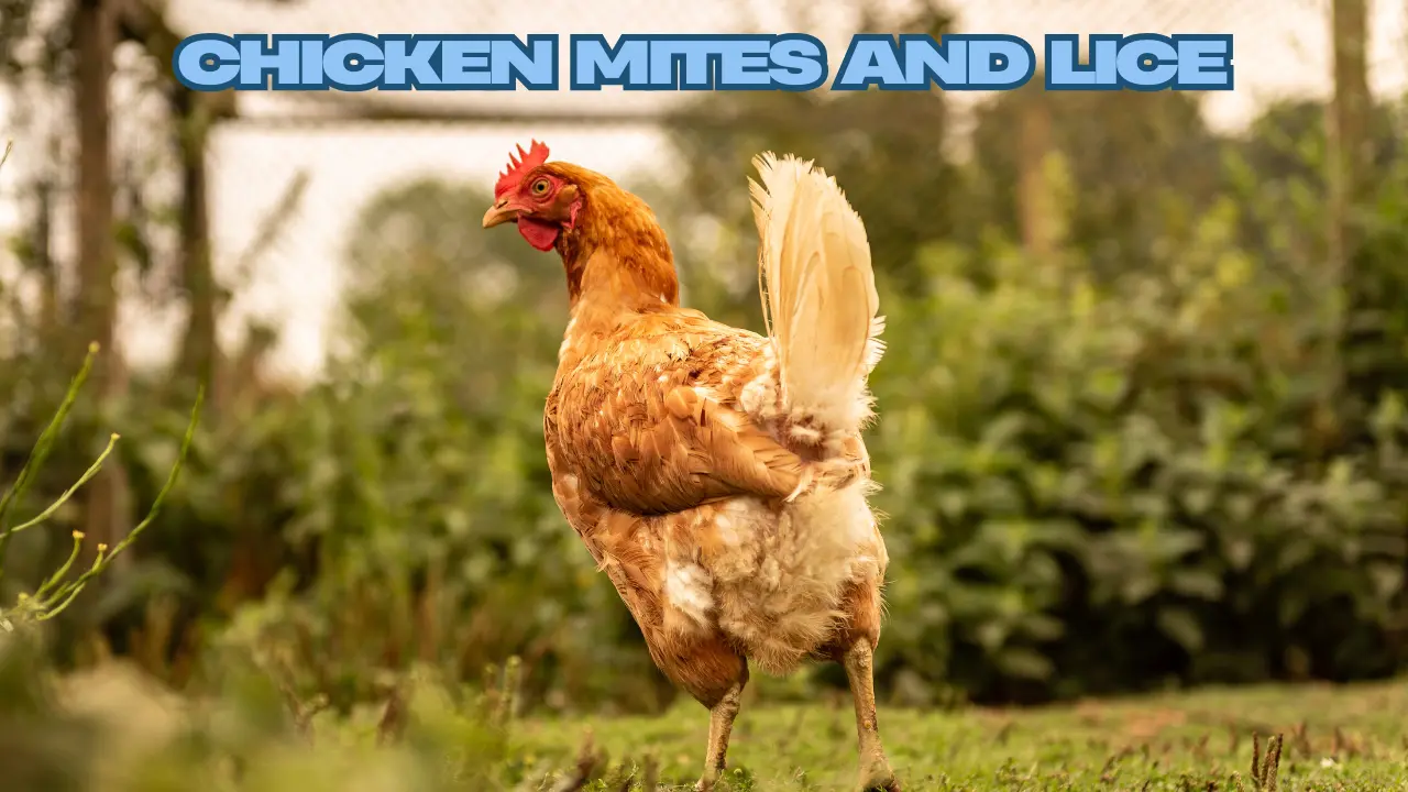 Chicken Mites and Lice