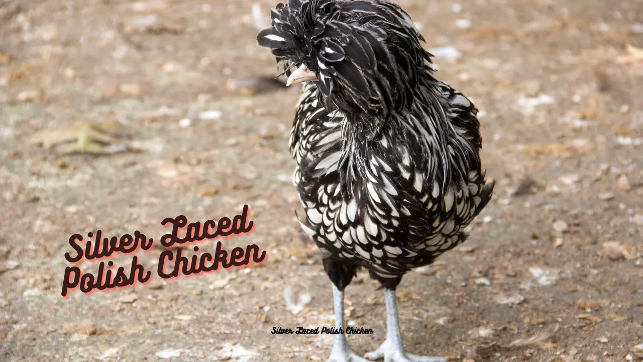 All About the Silver Laced Polish Chicken