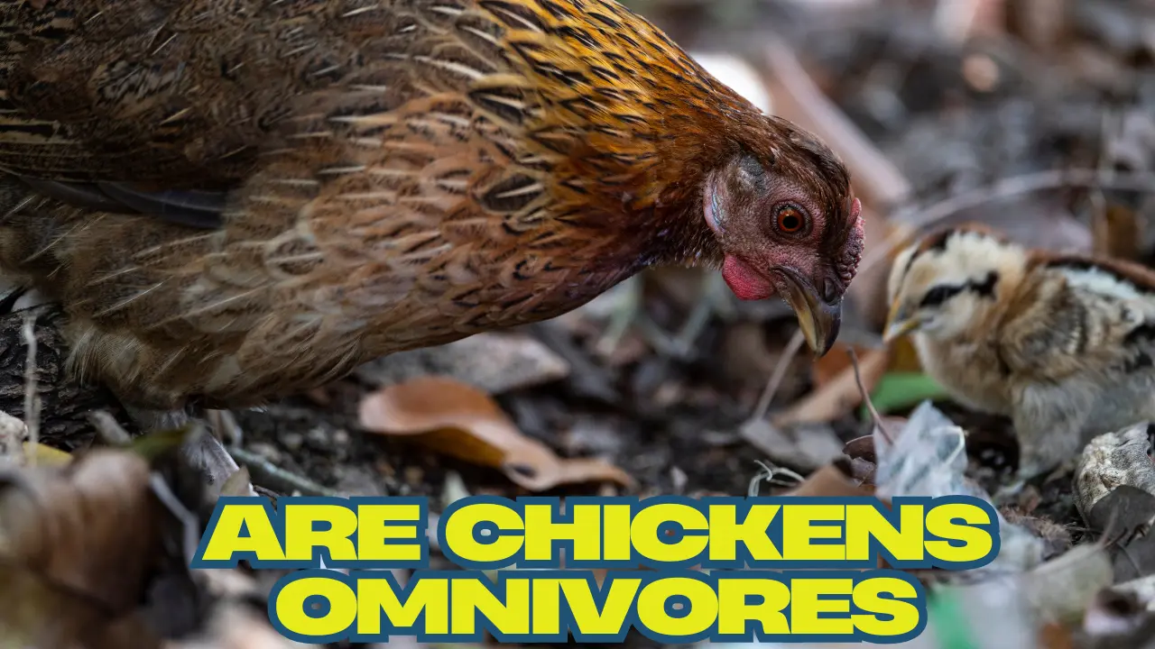 Are Chickens Omnivores