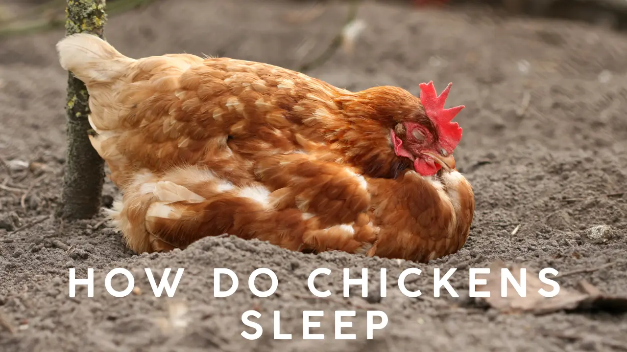 How Do Chickens Sleep