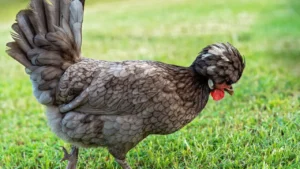 All About the Silver Laced Polish Chicken