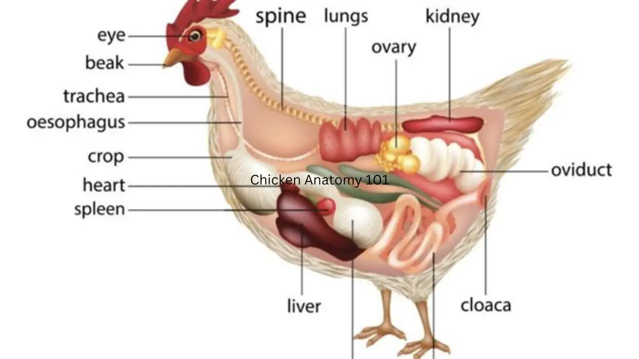 Chicken Anatomy 101