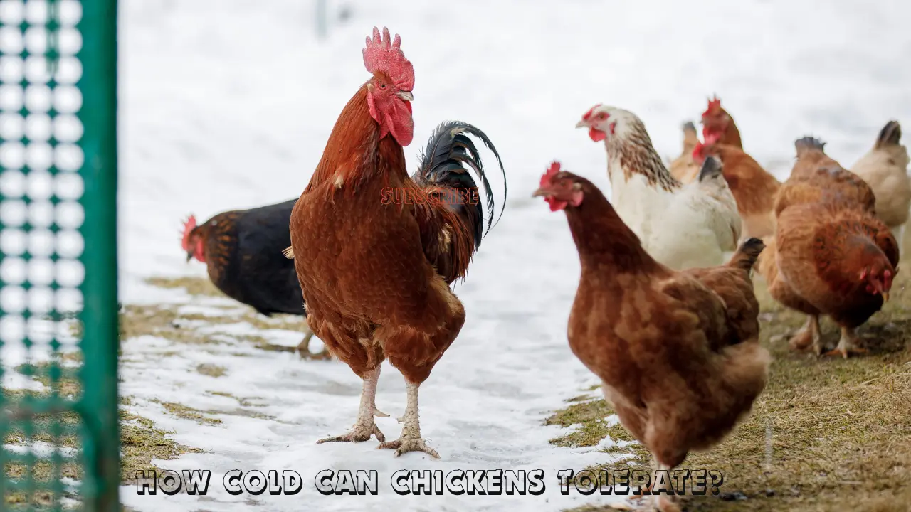 how cold can chickens tolerate?