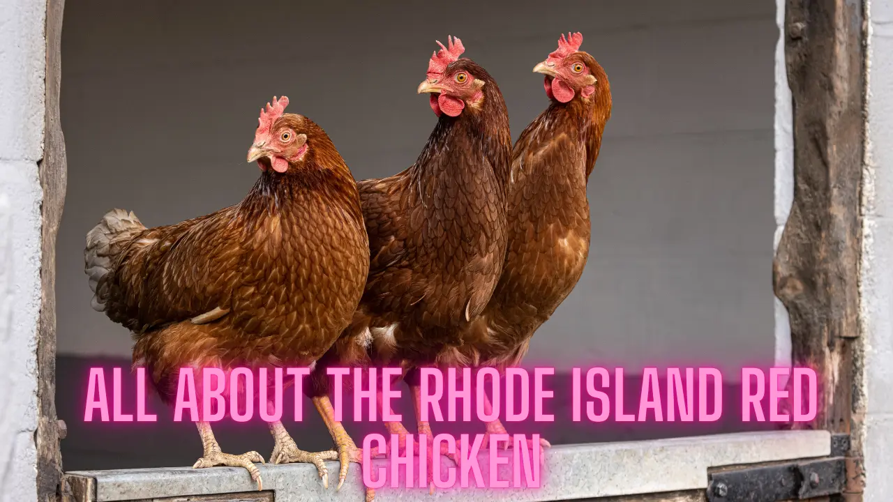 All About the Rhode Island Red Chicken