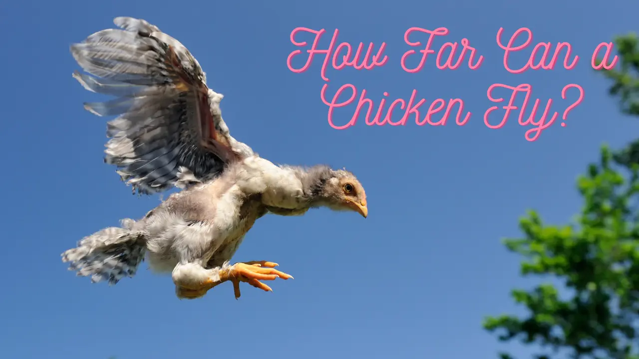 How Far Can a Chicken Fly?