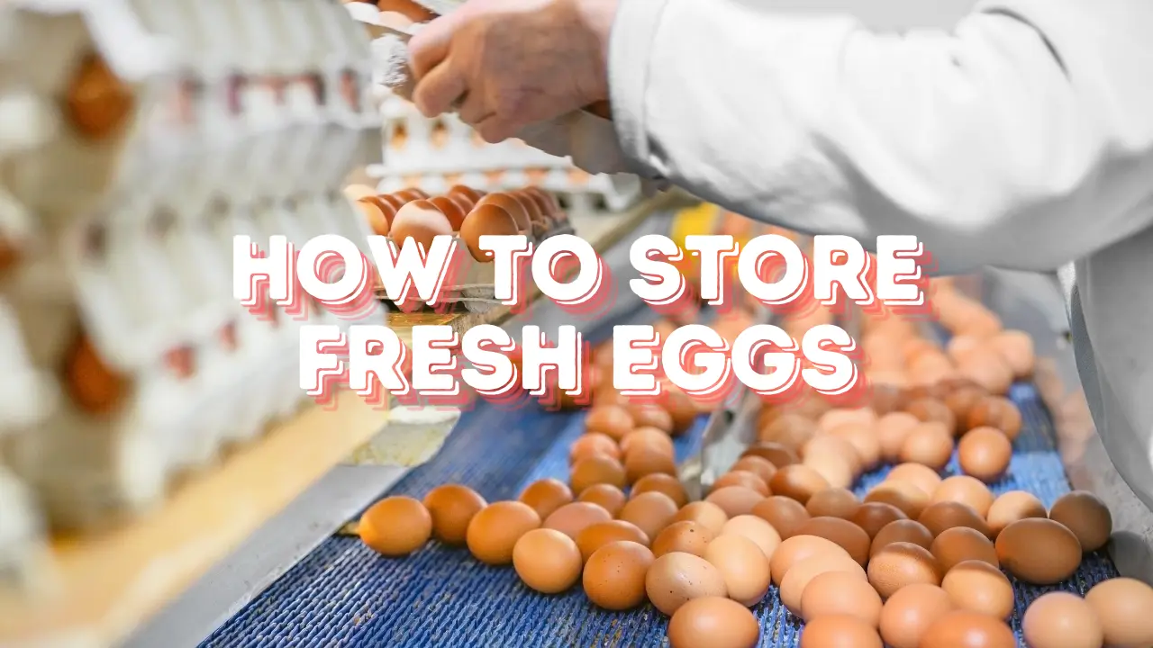 How to Store Fresh Eggs