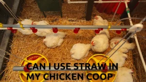 Can I Use Straw in My Chicken Coop