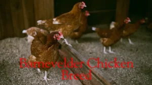 Barnevelder Chicken Breed