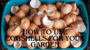 How to Use Eggshells for Your Garden