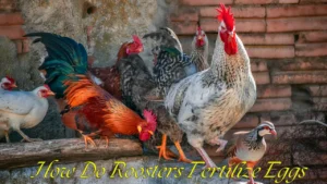 How Do Roosters Fertilize Eggs