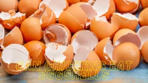 Can Chickens Eat Eggshells