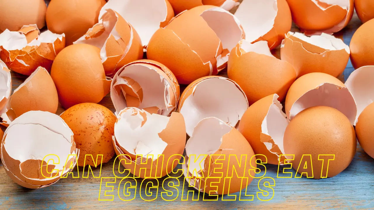 Can Chickens Eat Eggshells