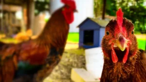 do chickens have taste buds?