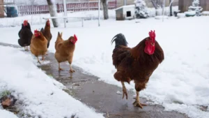 how cold can chickens tolerate?