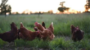 Chicken Anatomy 101