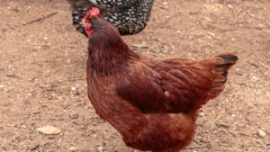 All About the Rhode Island Red Chicken