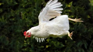 How Far Can a Chicken Fly?