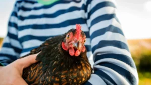 Barnevelder Chicken Breed