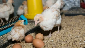 How Important is a Rooster for Hens to Lay Eggs