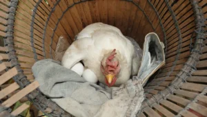 how to get hens to lay in nest boxes