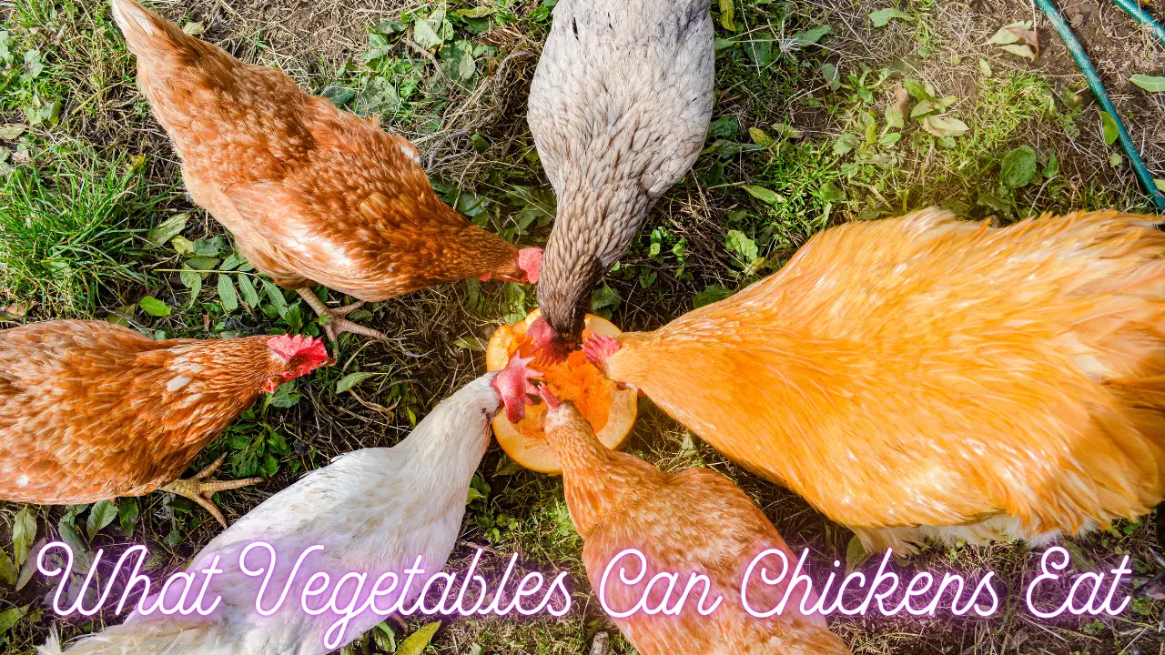 What Vegetables Can Chickens Eat