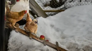 how cold can chickens tolerate?